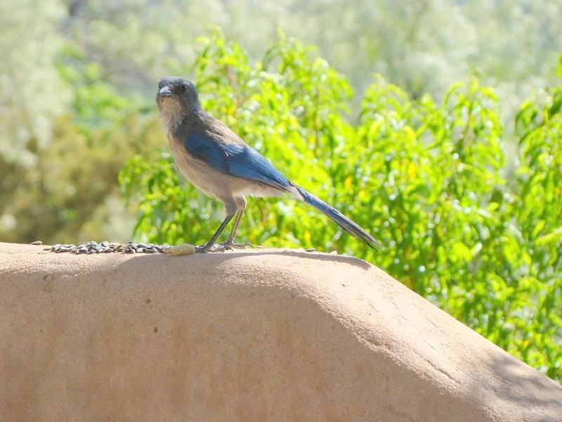 Woodhouse's Scrub-Jay - ML134484681