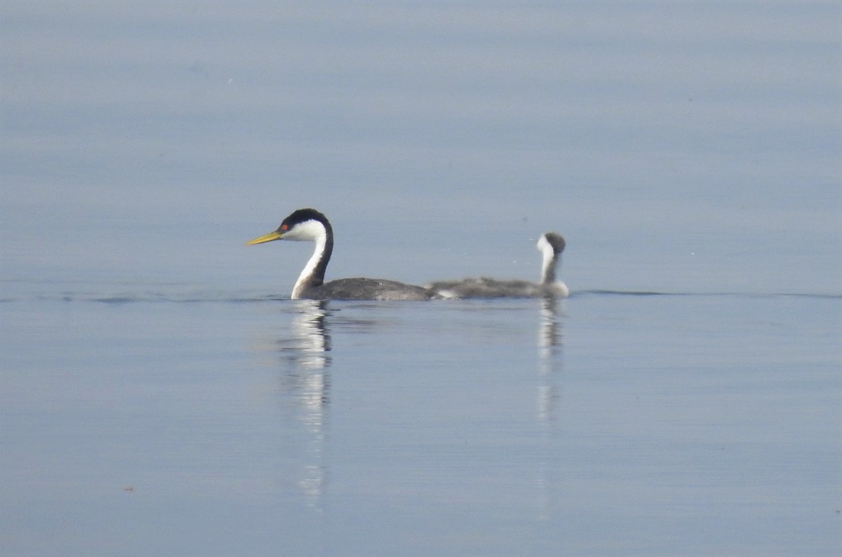 Western Grebe - ML134484741