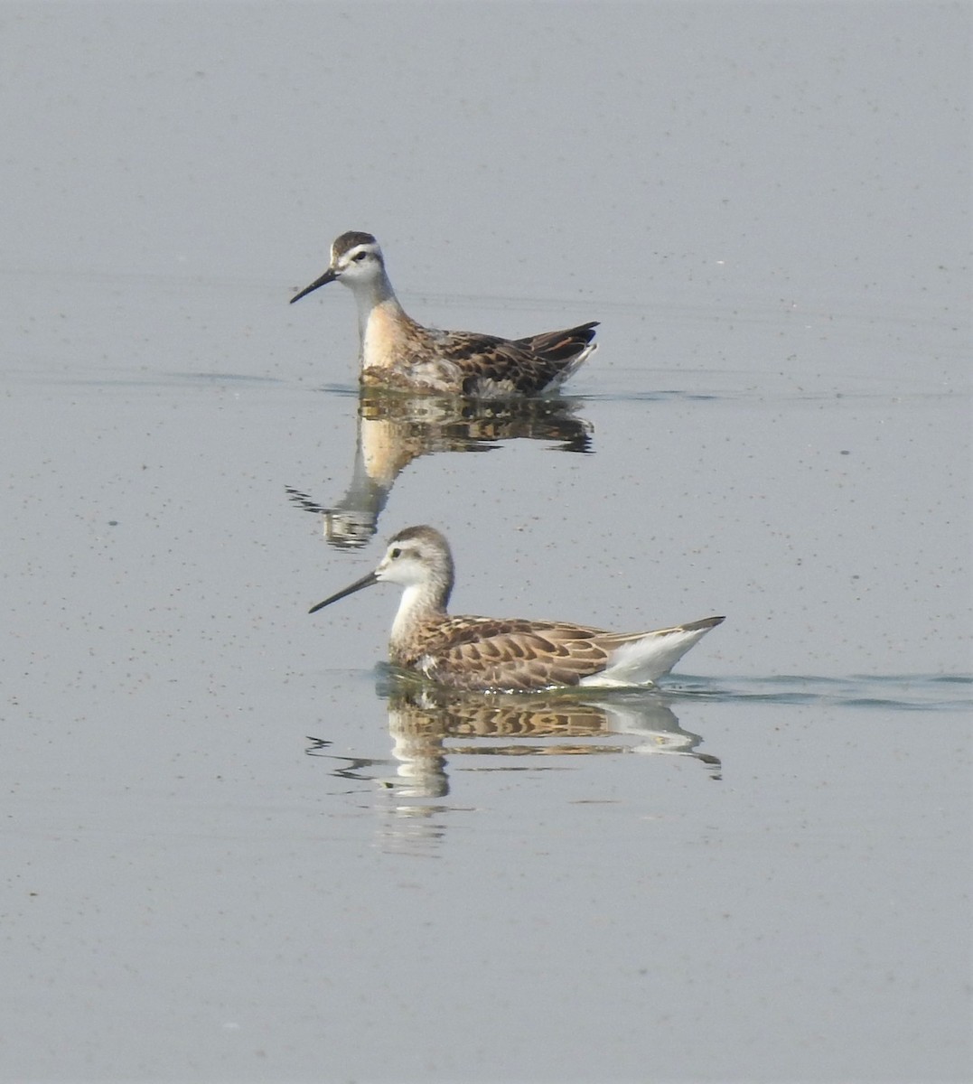 Falaropo Tricolor - ML134484831