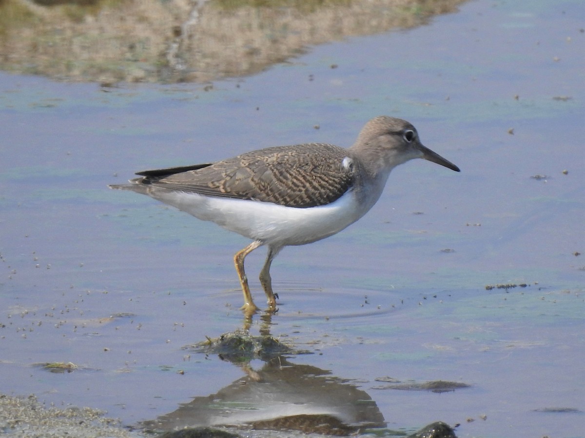 Spotted Sandpiper - Bill Pelletier