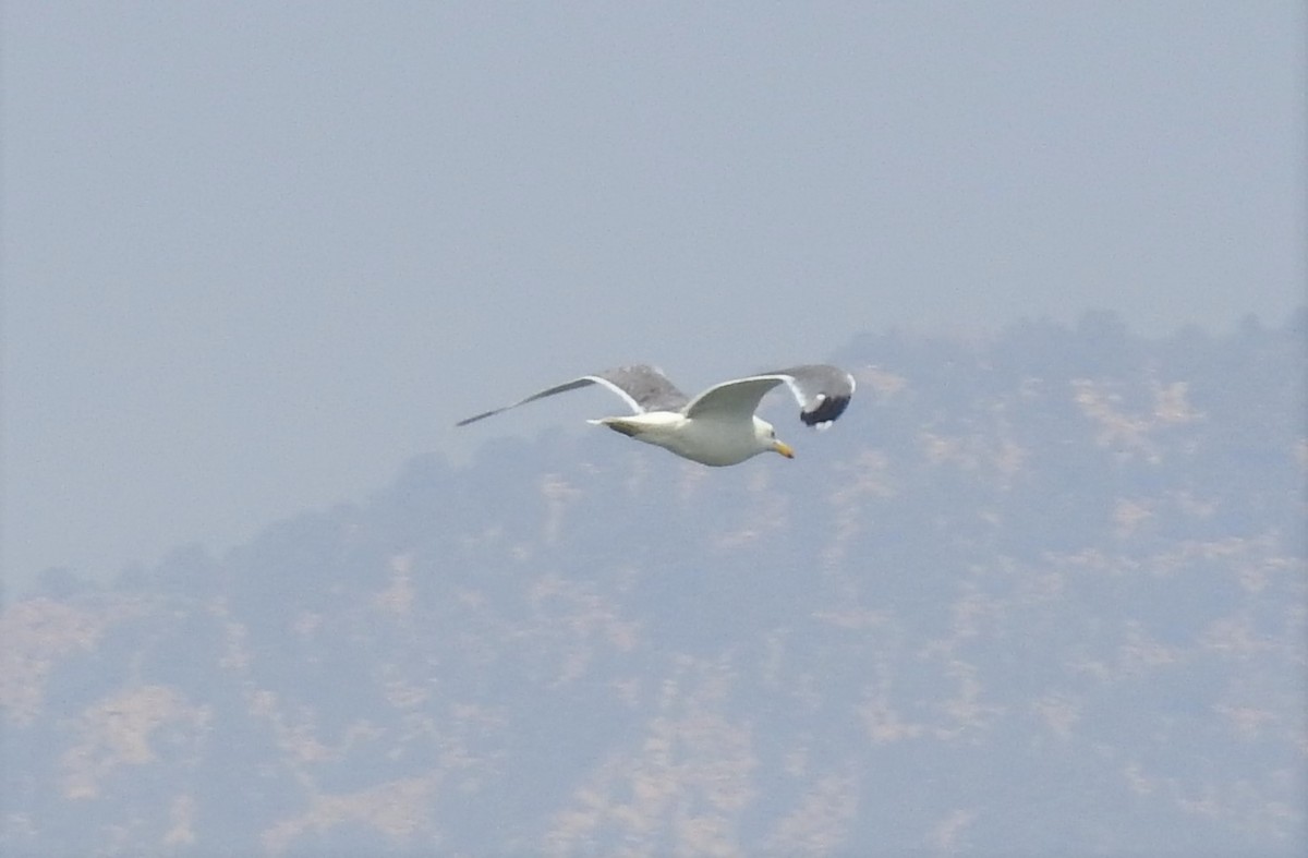 California Gull - ML134485031