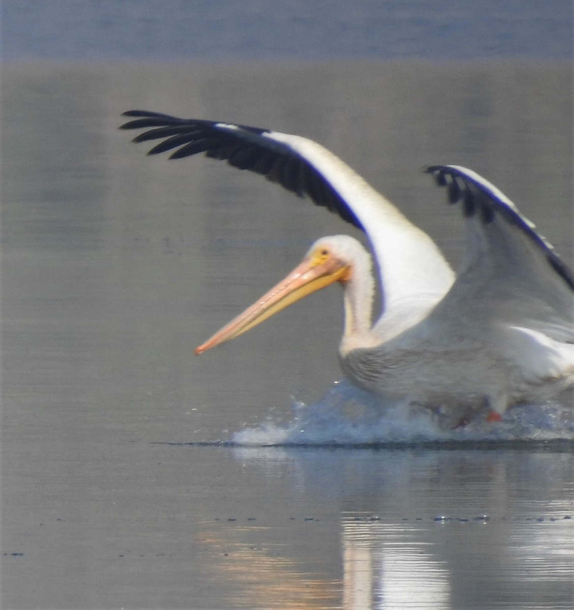 American White Pelican - ML134485141