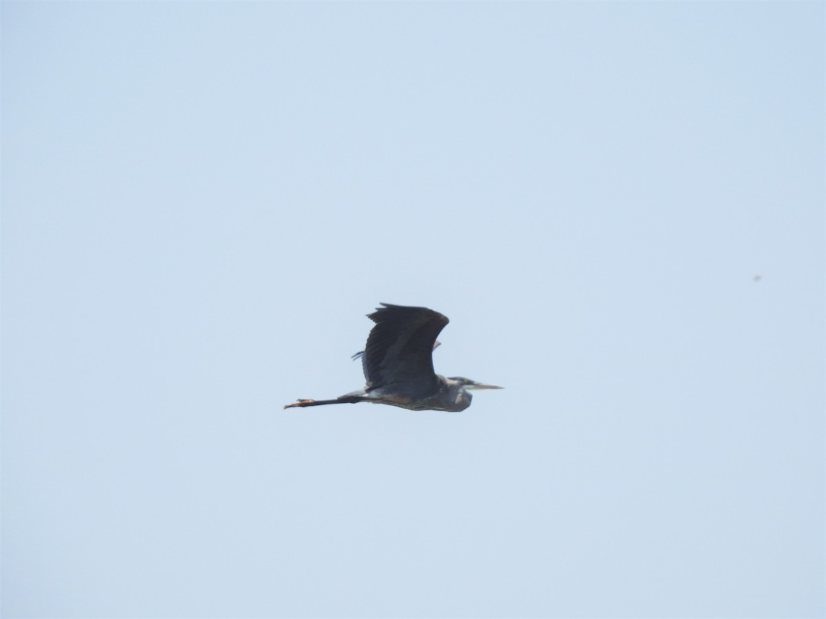 Great Blue Heron - ML134485201