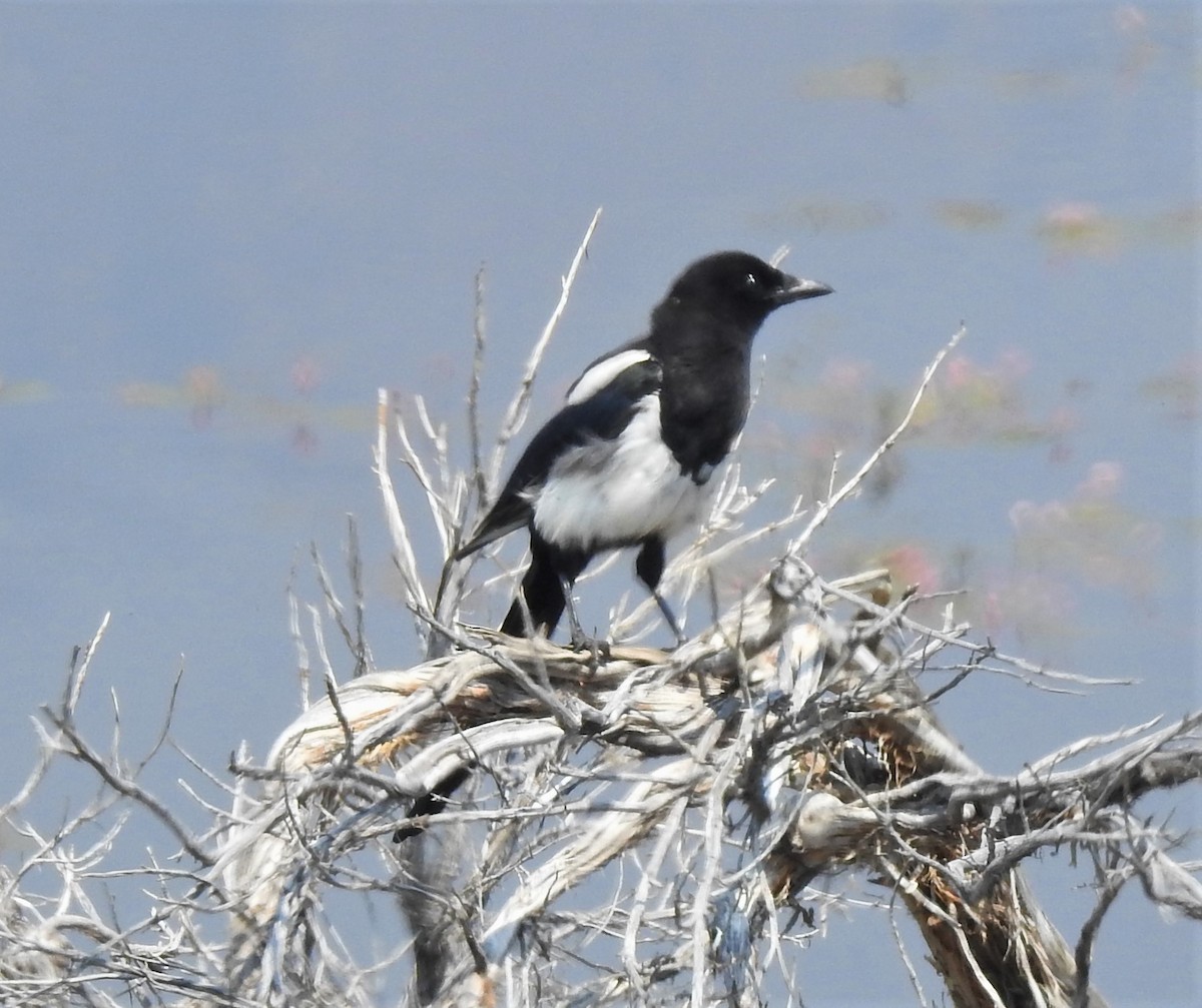 Black-billed Magpie - ML134485231