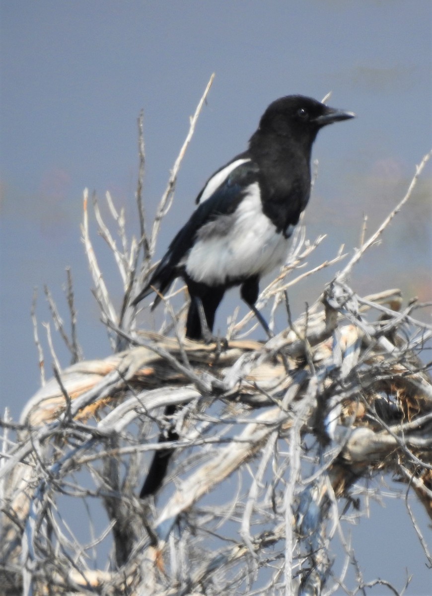 Black-billed Magpie - Bill Pelletier