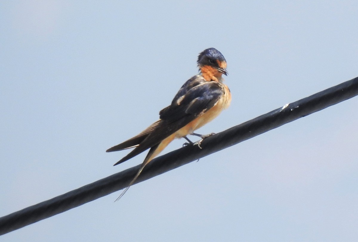 Barn Swallow - ML134485261