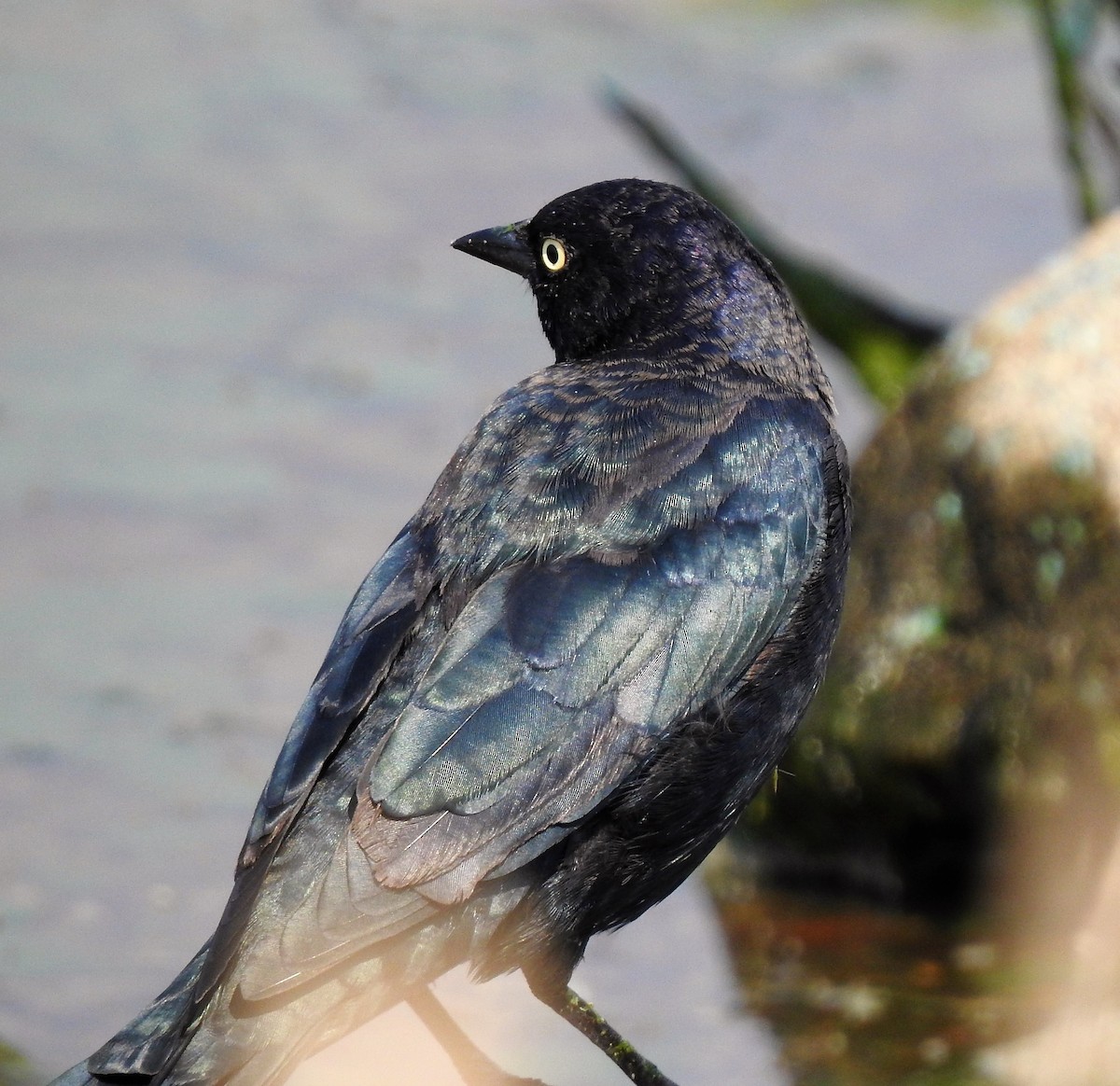 Brewer's Blackbird - ML134485281