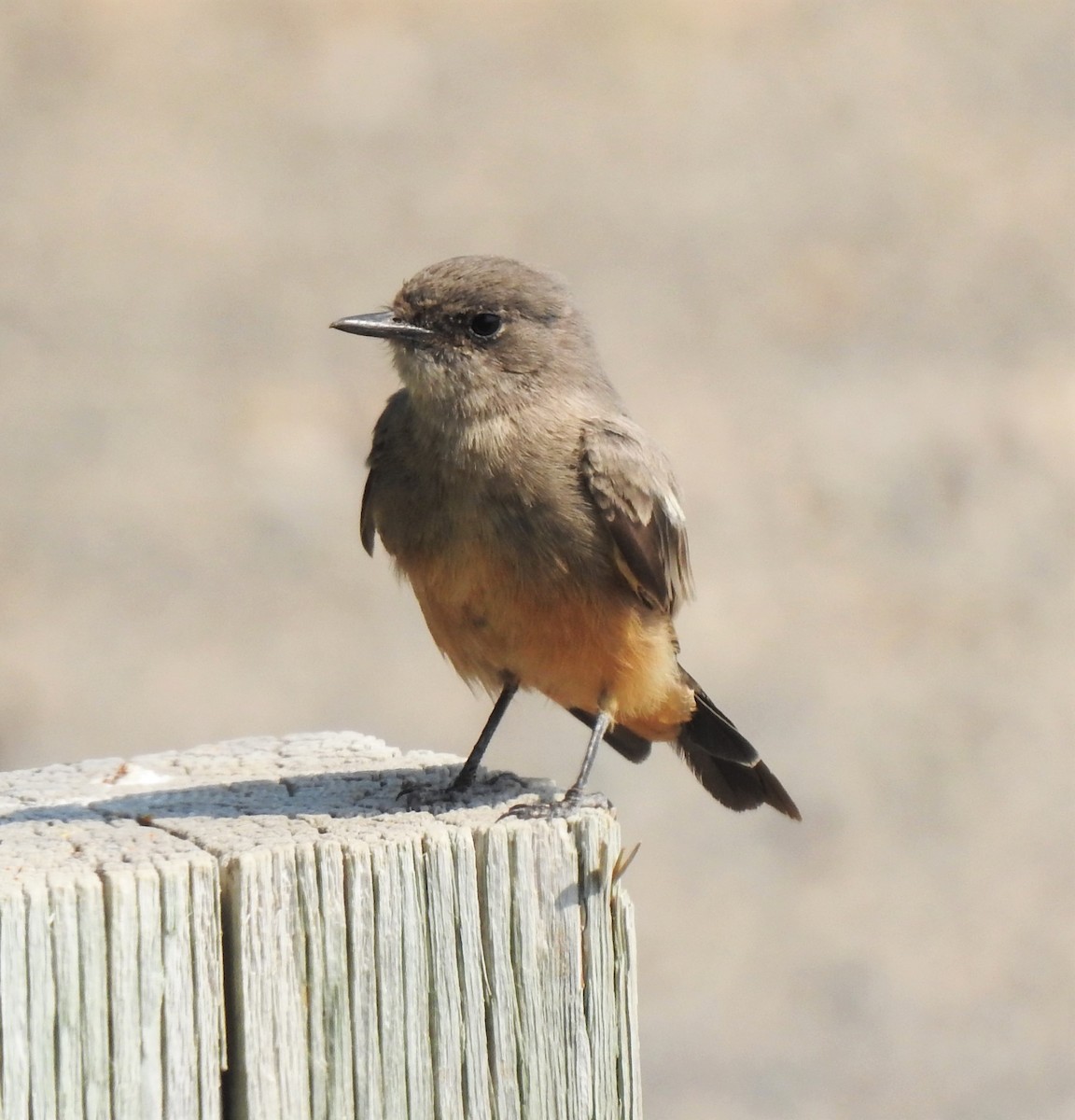 Say's Phoebe - ML134485301