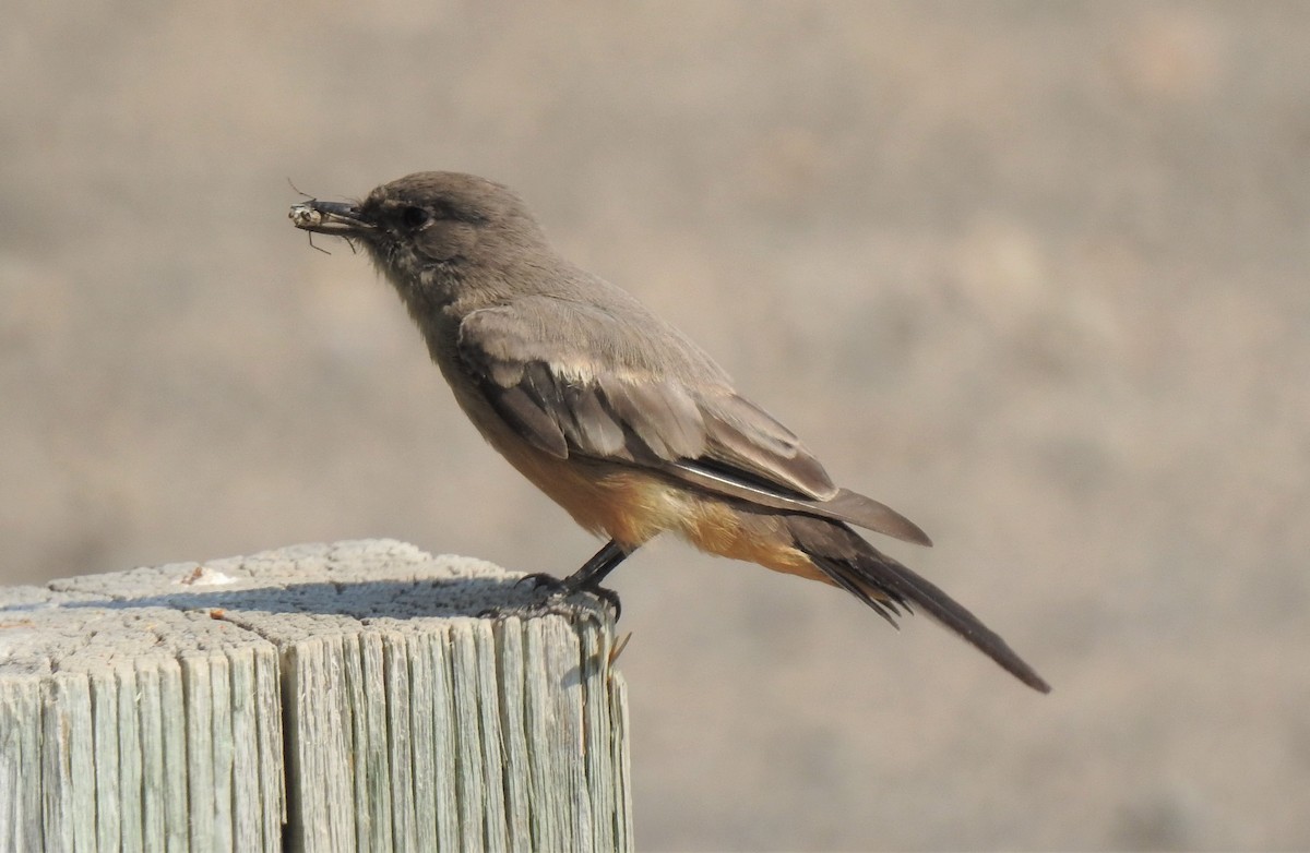 Say's Phoebe - ML134485311