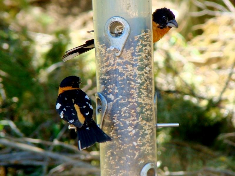 Black-headed Grosbeak - ML134485501