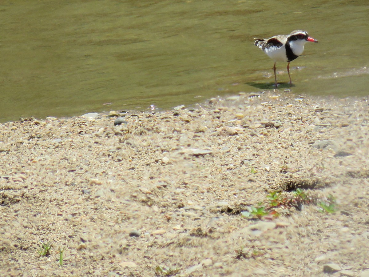 Black-fronted Dotterel - ML134485881