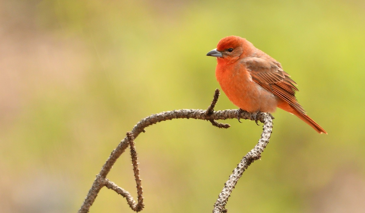 Hepatic Tanager - ML134485901