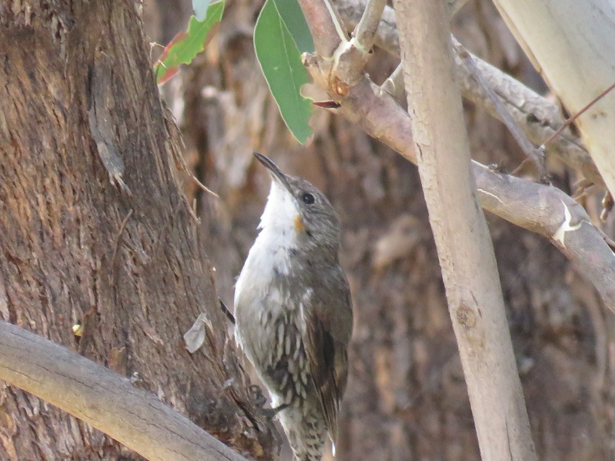 White-throated Treecreeper - ML134486751