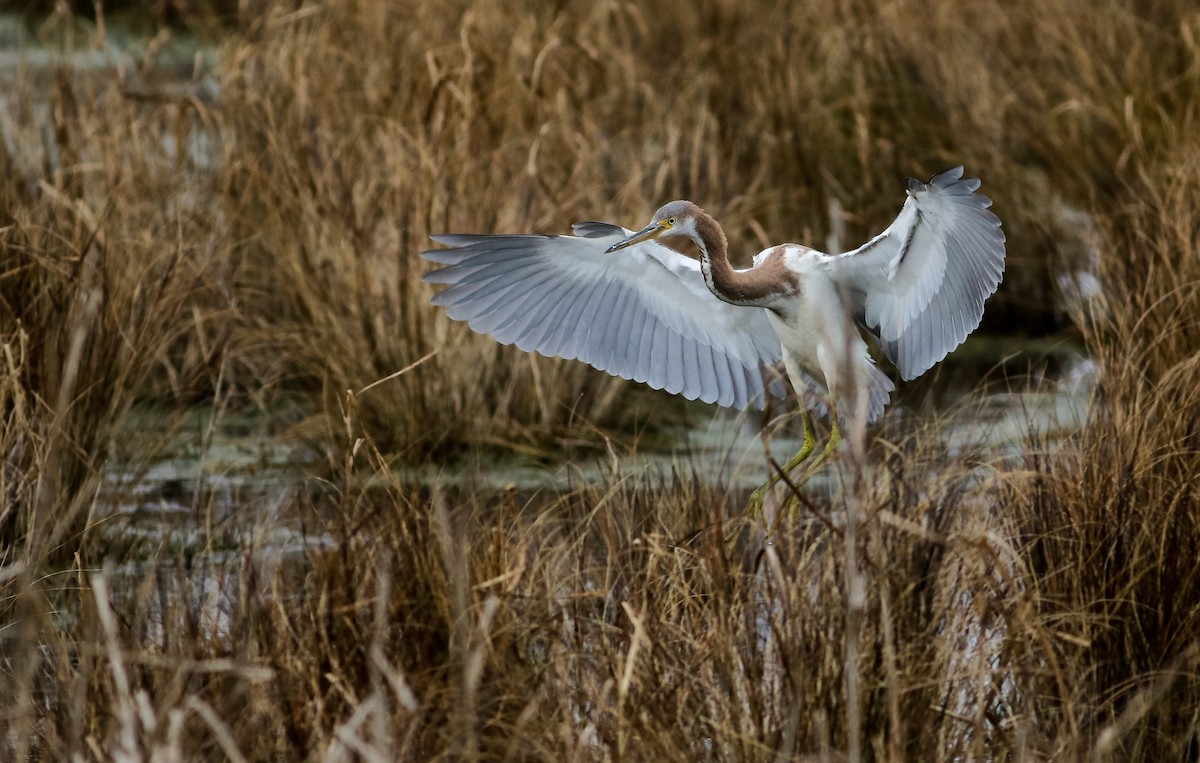 Tricolored Heron - Max Nootbaar