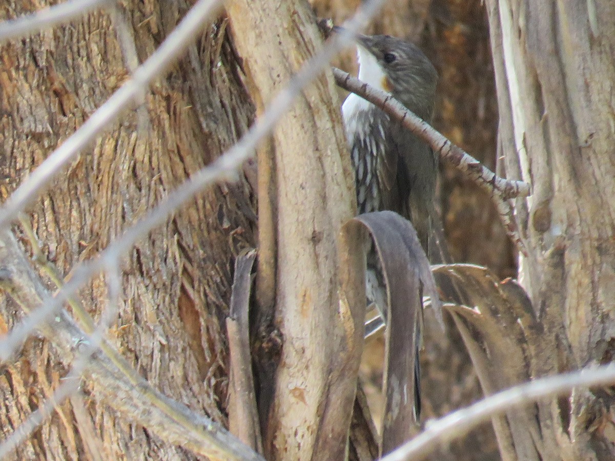 White-throated Treecreeper - ML134487371