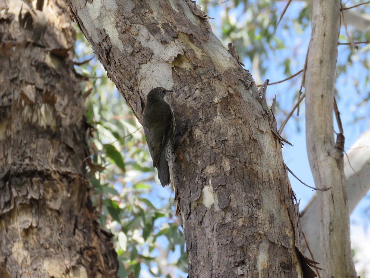 White-throated Treecreeper - ML134487421