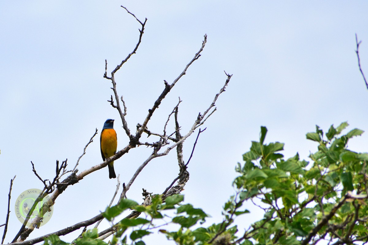 Blue-and-yellow Tanager - ML134487991