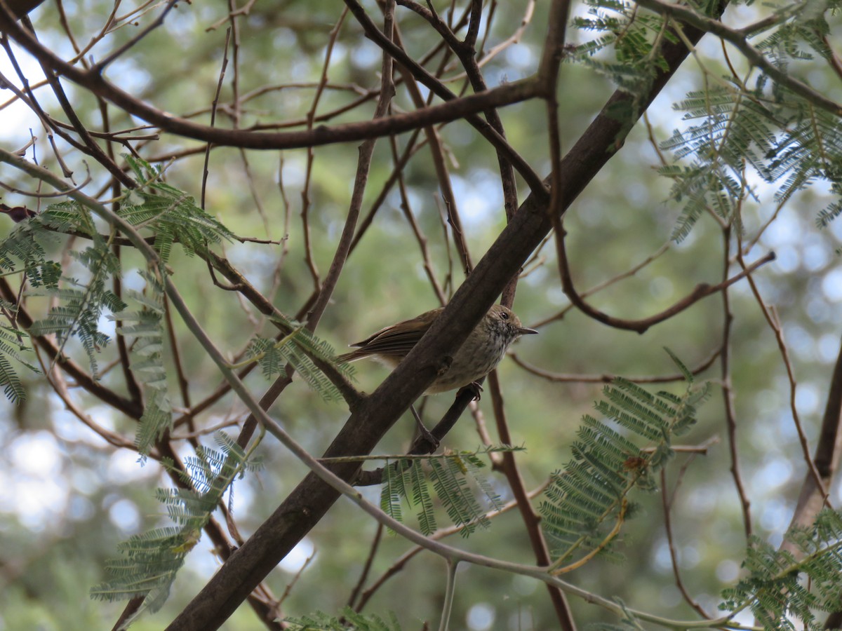 Brown Thornbill - ML134488101