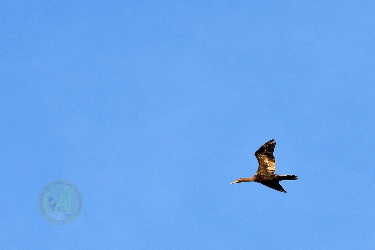 Neotropic Cormorant - ML134488541