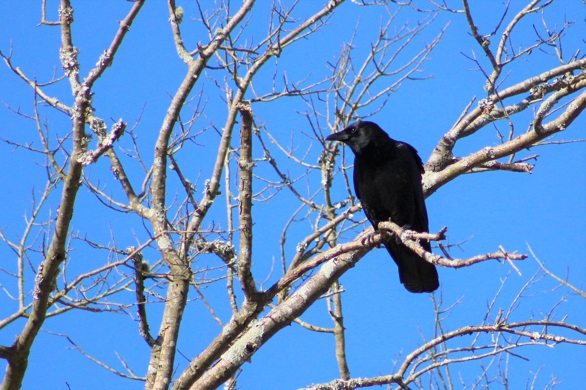 American Crow - ML134488551