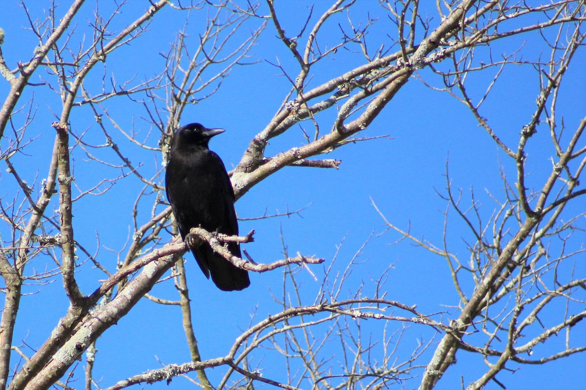 American Crow - ML134488561