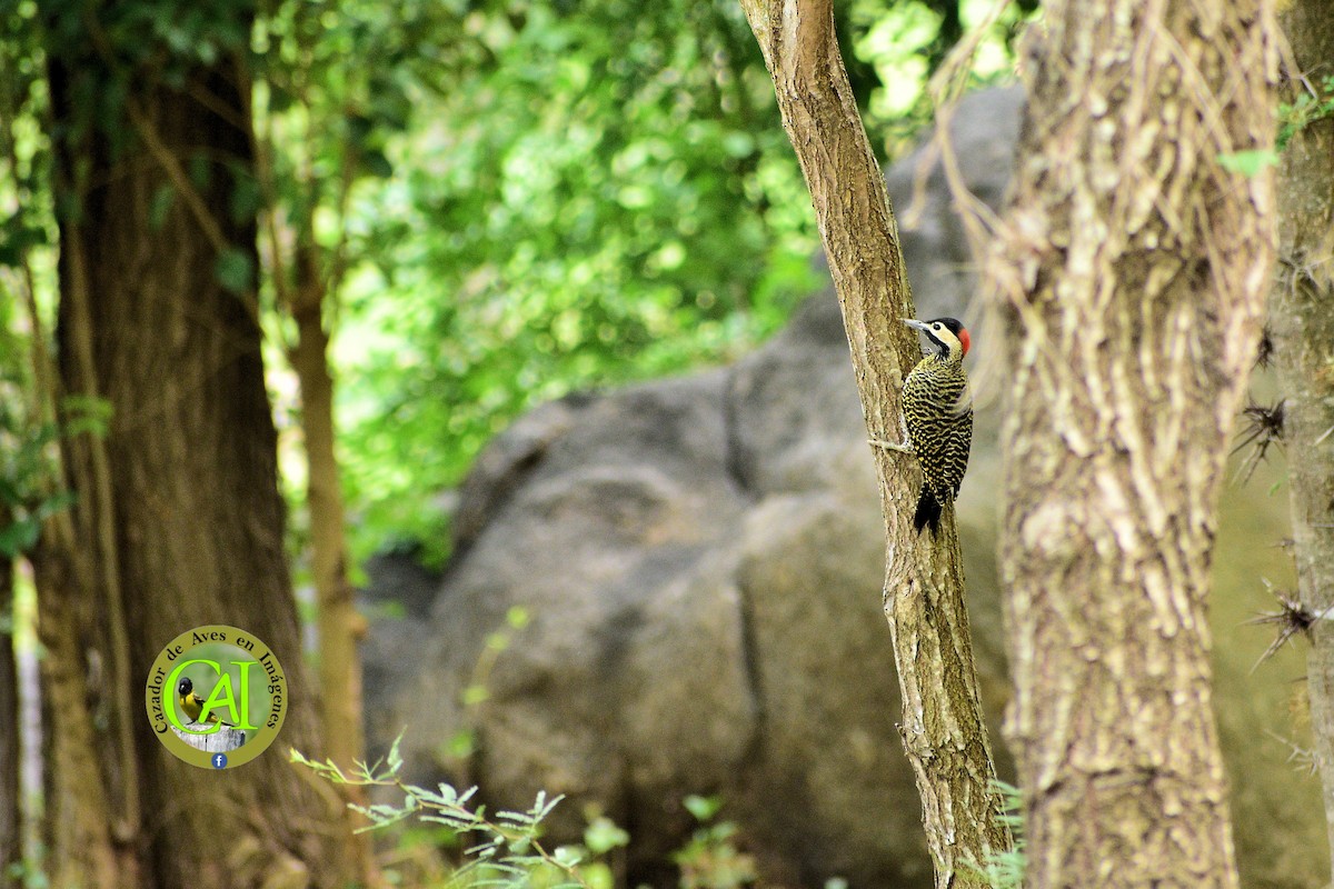 Green-barred Woodpecker - ML134488791