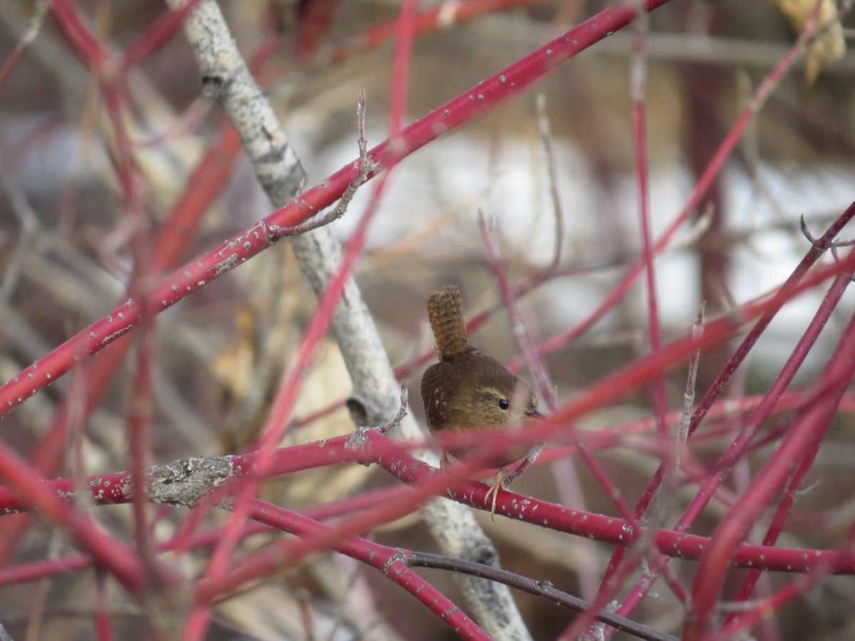 Winter Wren - ML134490991