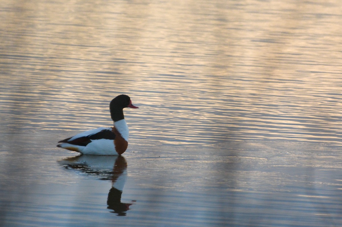 Common Shelduck - ML134491091