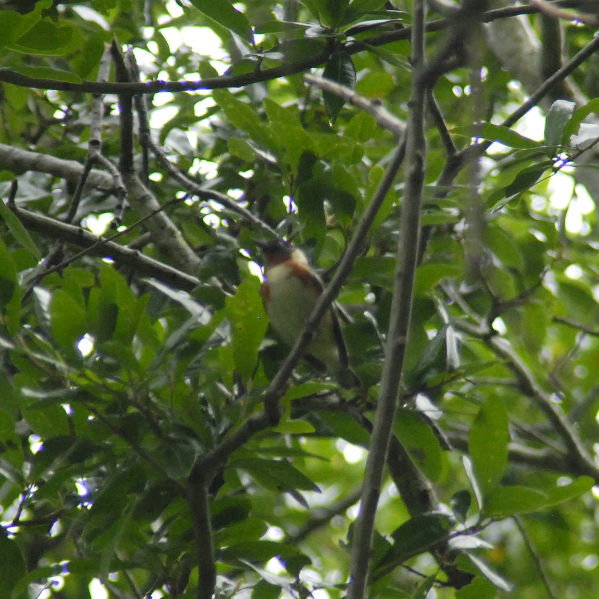 Bay-breasted Warbler - Claire Thomas