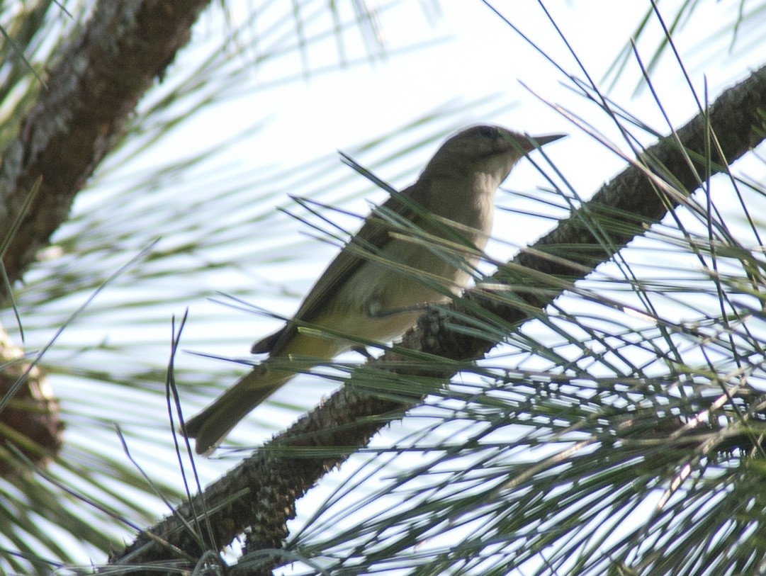 Black-whiskered Vireo - ML134493261