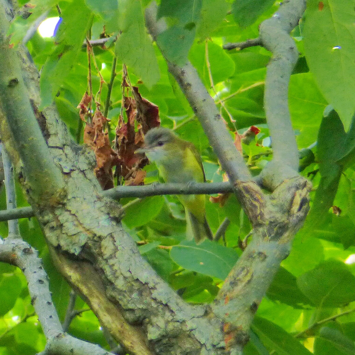 Yellow-green Vireo - ML134493931