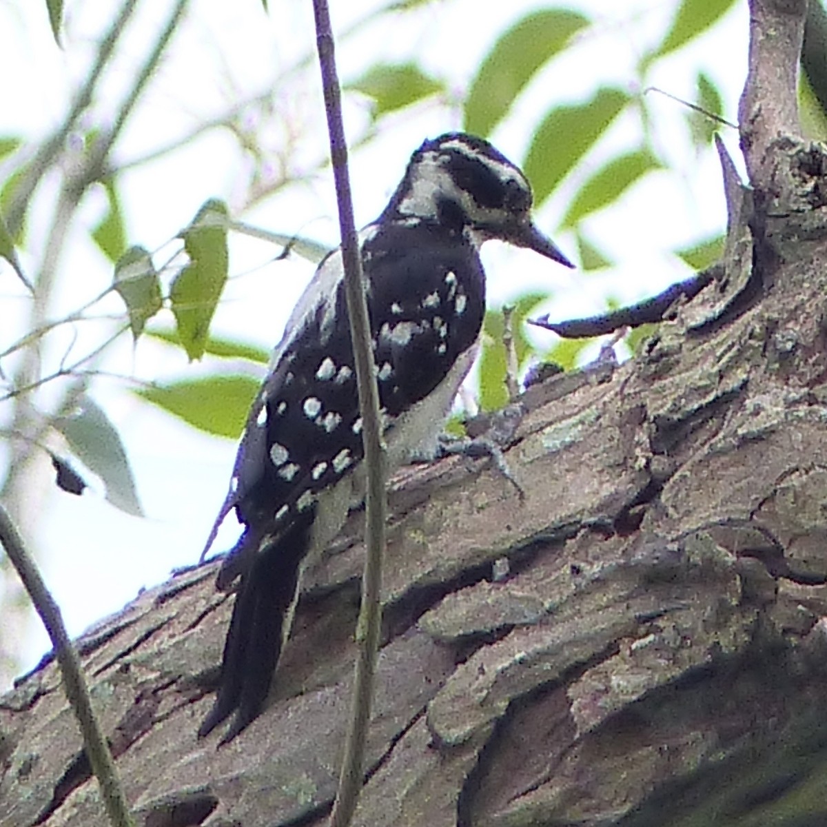 Hairy Woodpecker - ML134494001