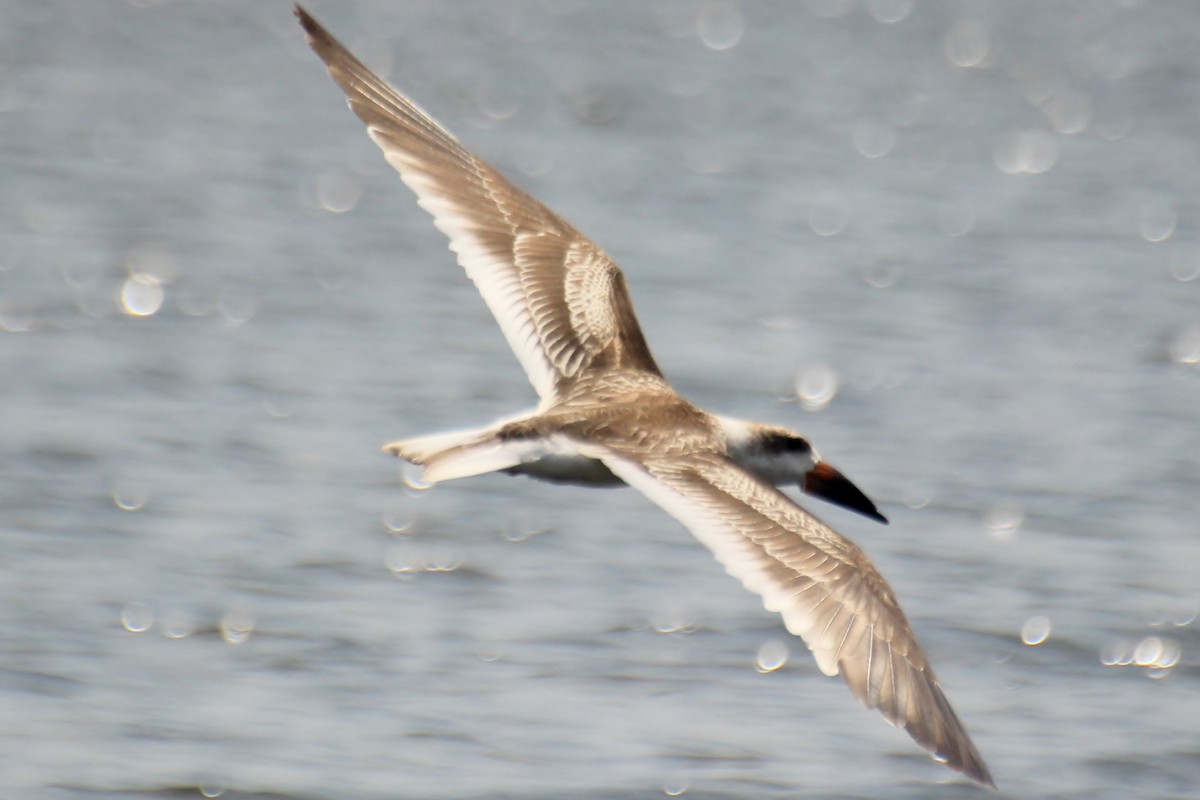 Black Skimmer - ML134494071