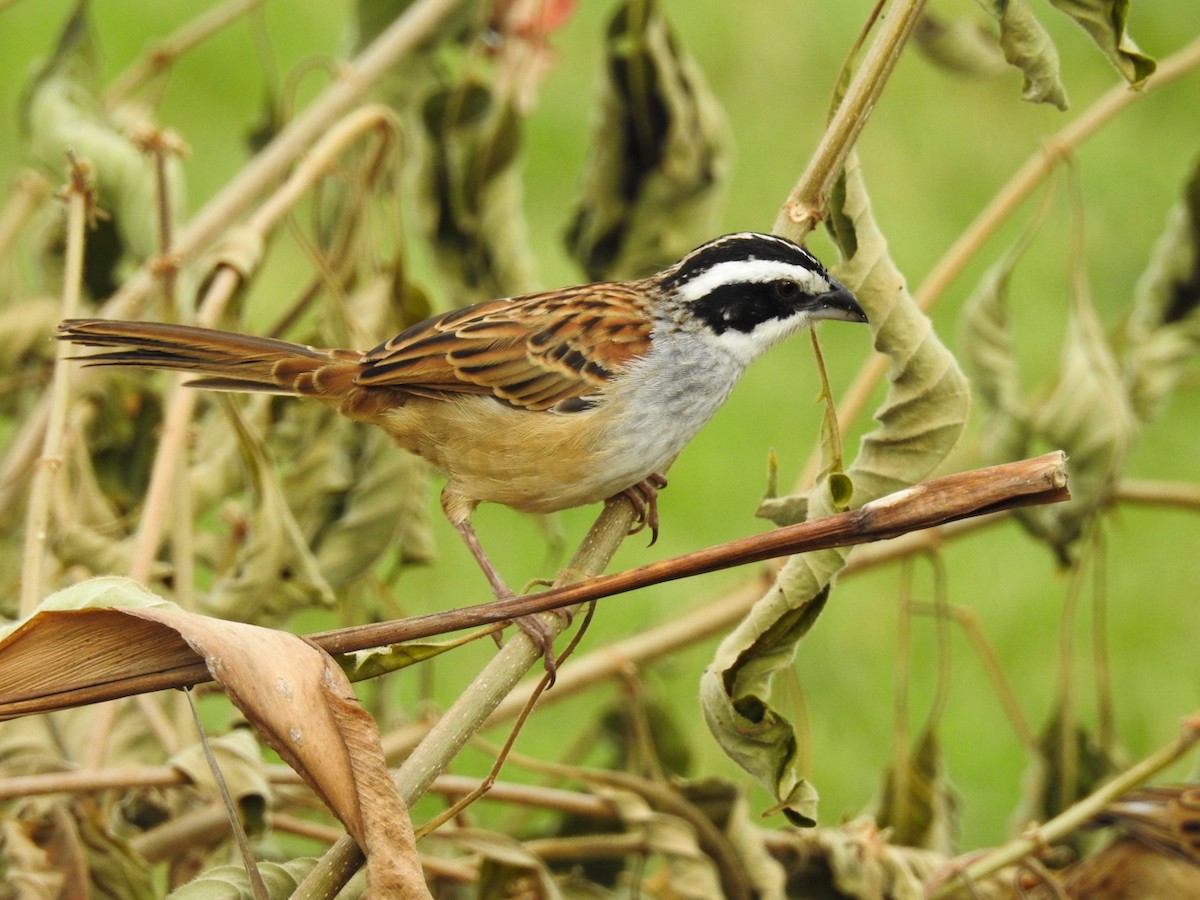Stripe-headed Sparrow - ML134494871