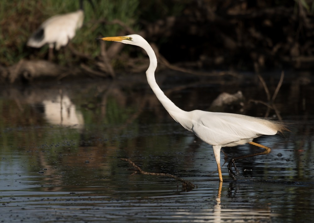 Great Egret - ML134495331