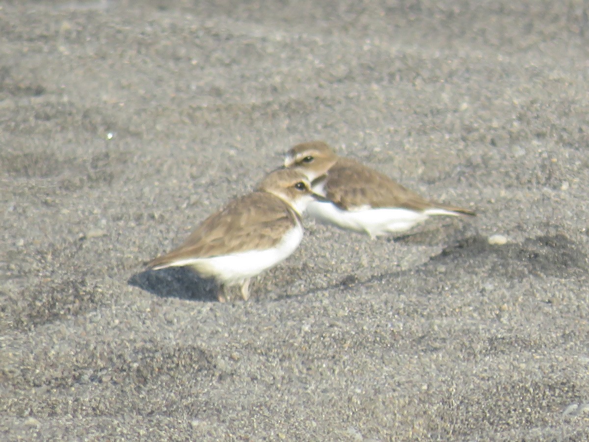 Javan Plover - ML134495761