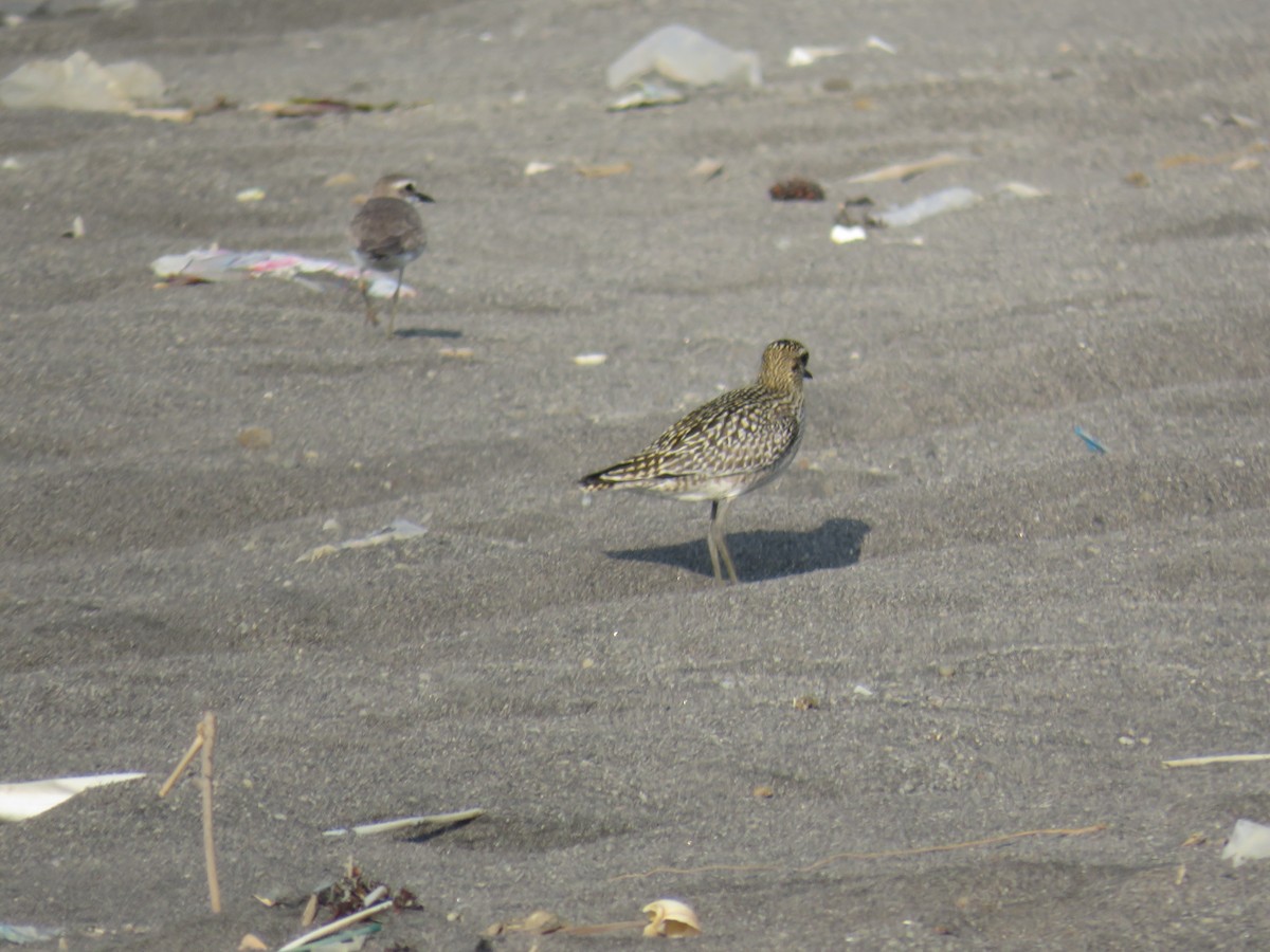 Pacific Golden-Plover - ML134496061