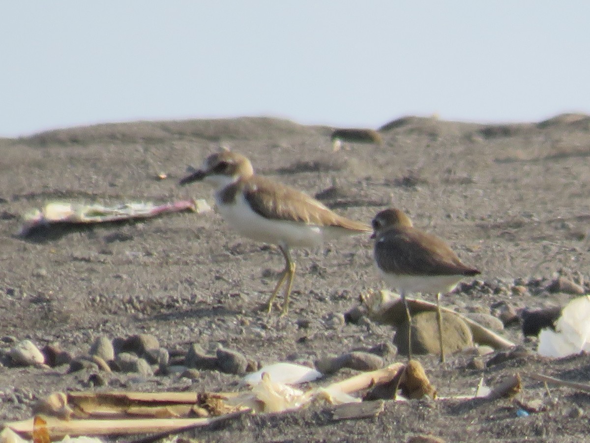 Greater Sand-Plover - ML134496831