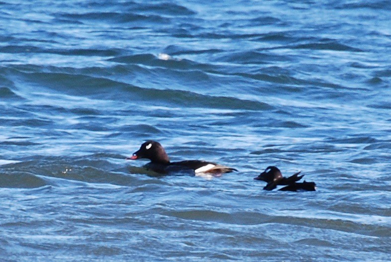 White-winged Scoter - ML134497921