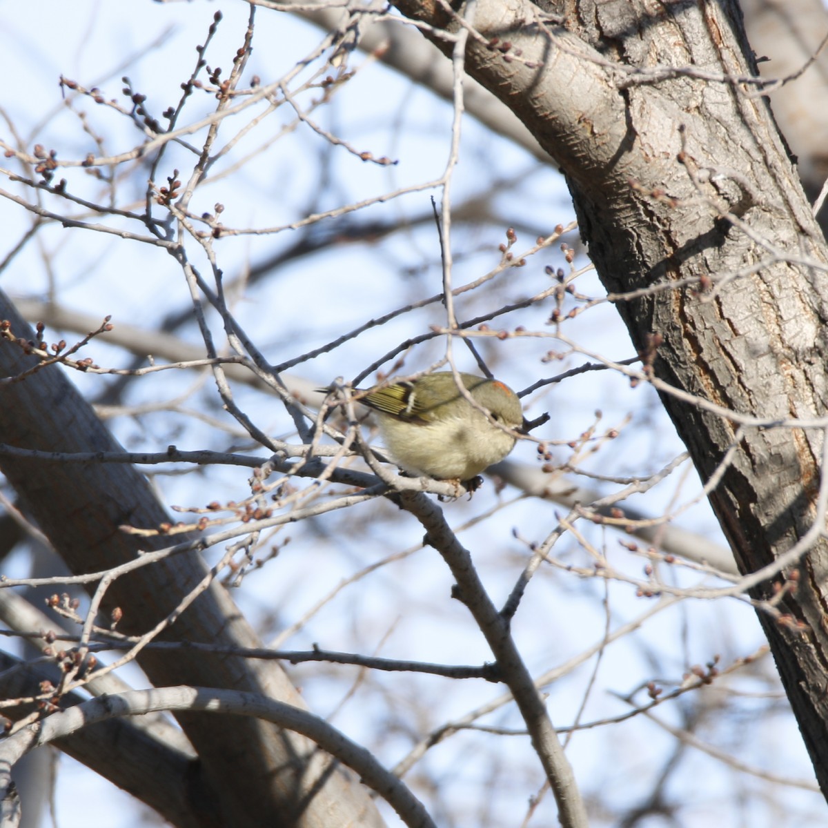 Ruby-crowned Kinglet - Quincy  Clarke