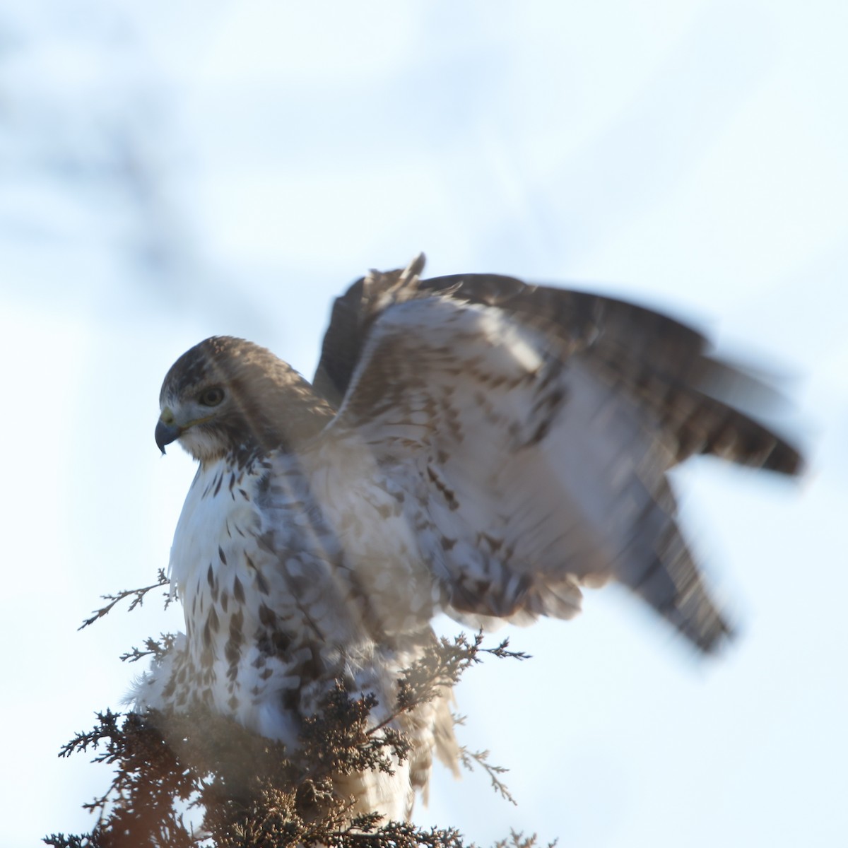 Rotschwanzbussard - ML134499091