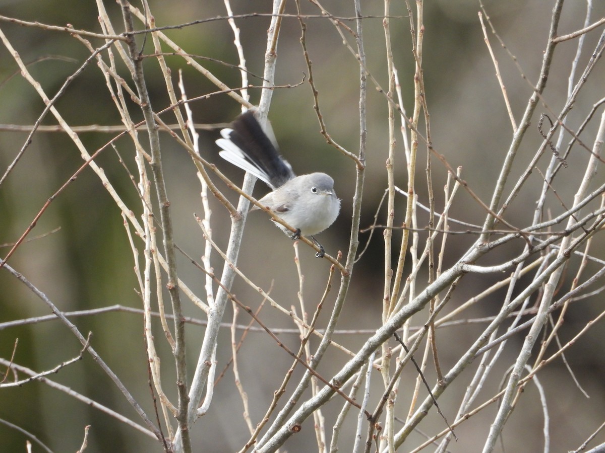 Blue-gray Gnatcatcher - ML134499241