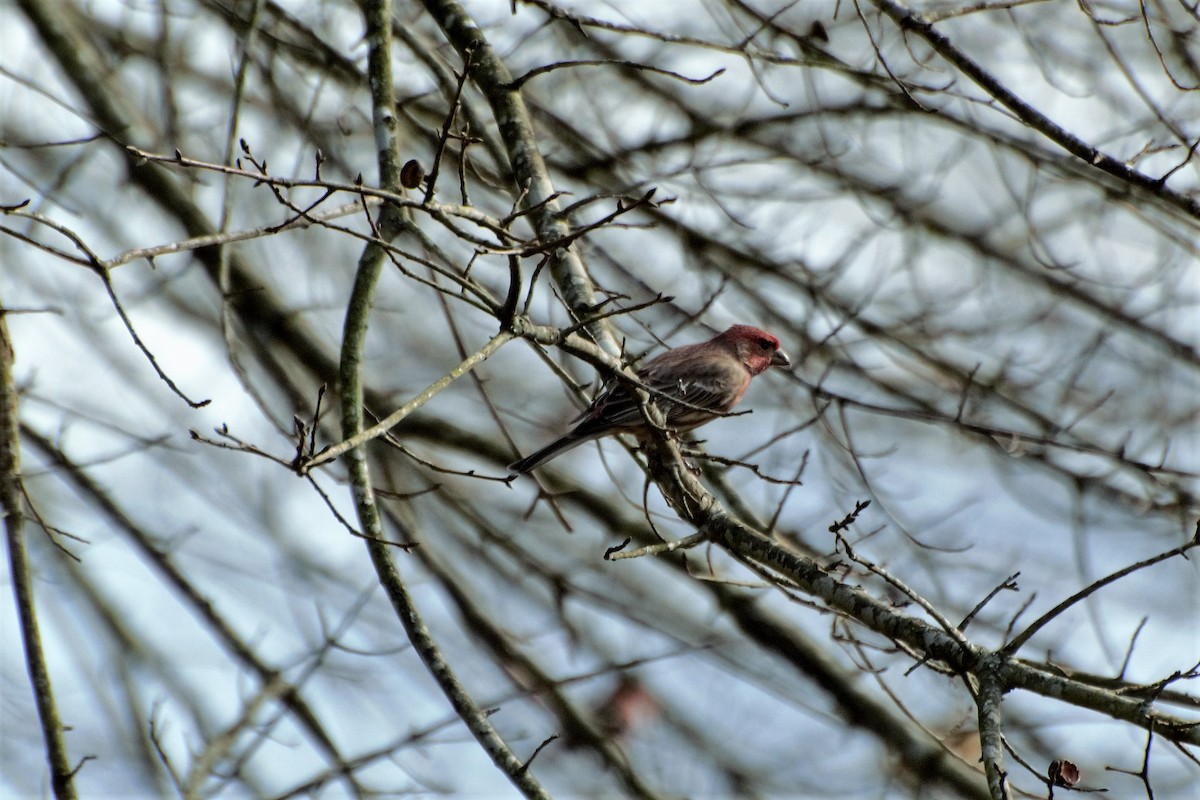 House Finch - ML134500151