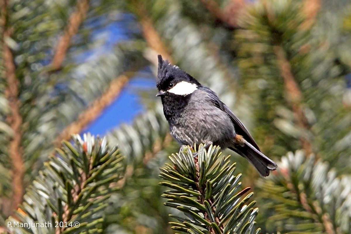 Rufous-vented Tit - ML134500781