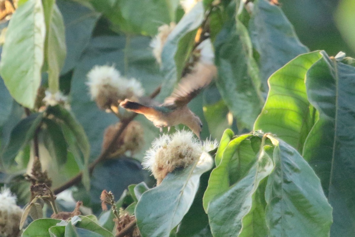 kolibřík pestroocasý - ML134501821