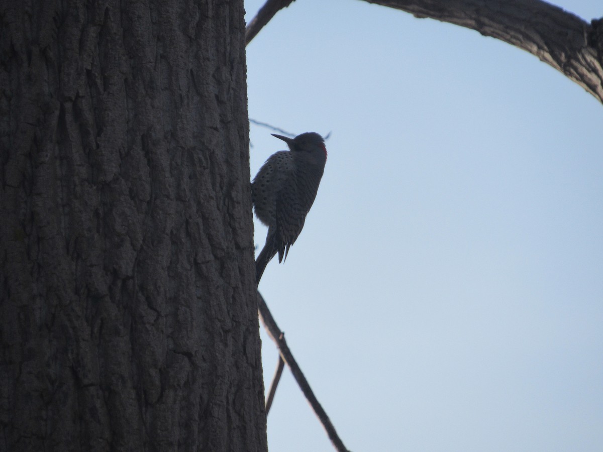 Northern Flicker - Daniel Brockman