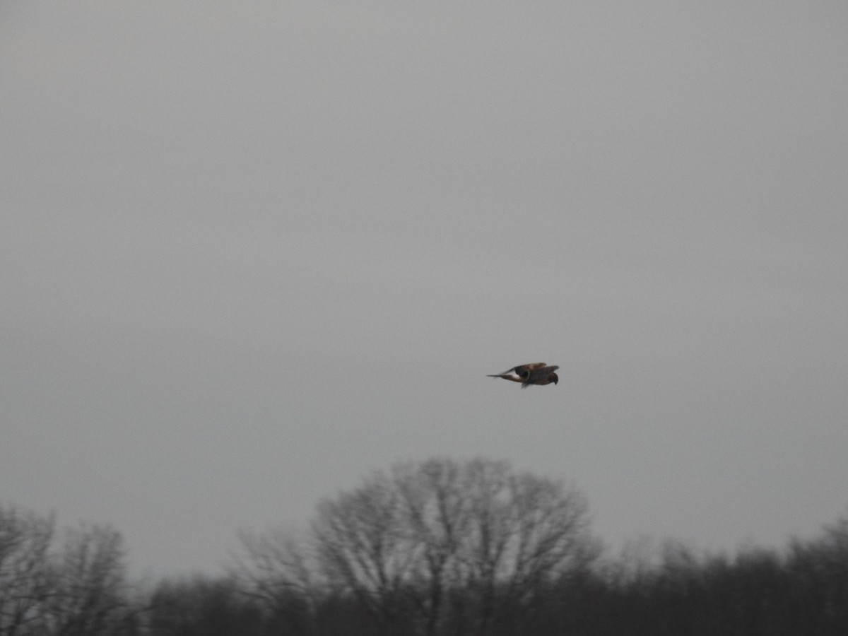 Northern Harrier - ML134503821