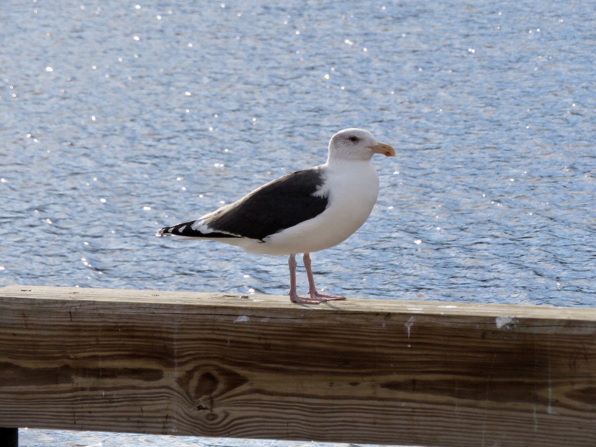 Great Black-backed Gull - ML134504531