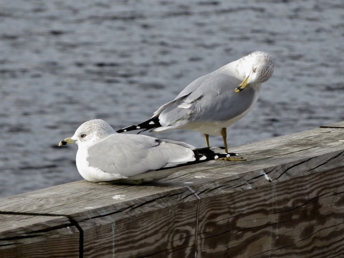 Ring-billed Gull - ML134504561