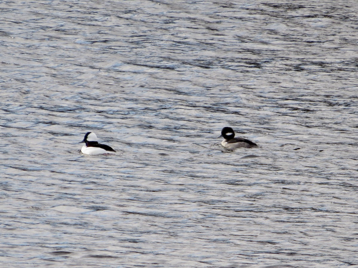 Bufflehead - ML134504641